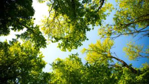 bannière d'accueil du site Arbre de vie - Créations