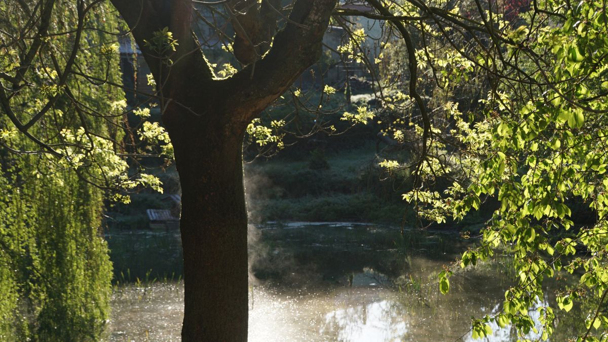 Illustration symbolisant la page FAQ Arbre de Vie Créations