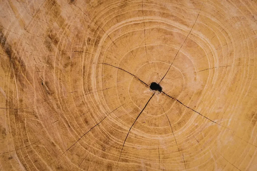 Cernes de croissance d'un tronc illustrant la signification d'un arbre de vie en bois et son lien avec le temps.