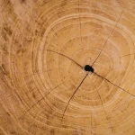 Cernes de croissance d'un tronc illustrant la signification d'un arbre de vie en bois et son lien avec le temps.